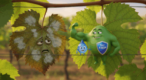 کنترل سفید ک پودری در محصولات باغی با راهکارهای کم‌عارضه